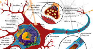 nervous system - a nerve cell