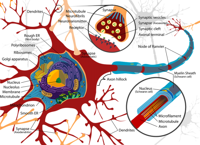 nervous system - a nerve cell nervous system - a nerve cell