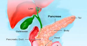 pancreas